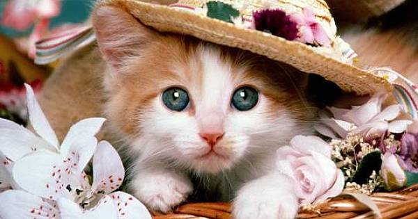 En güzel kedi fotoğrafları