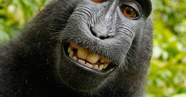 Fotoğraf çekilirken poz veren hayvanlar