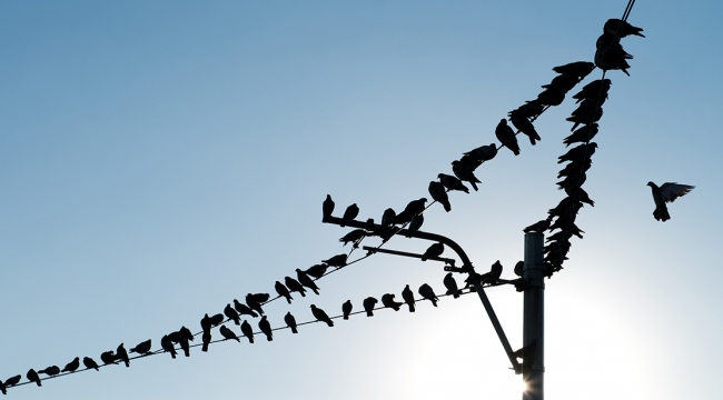 Kuşları neden elektrik çarpmaz, elektrik tellerine konan kuşlar neden akıma kapılmaz?