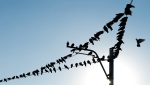 Kuşları neden elektrik çarpmaz, elektrik tellerine konan kuşlar neden akıma kapılmaz?