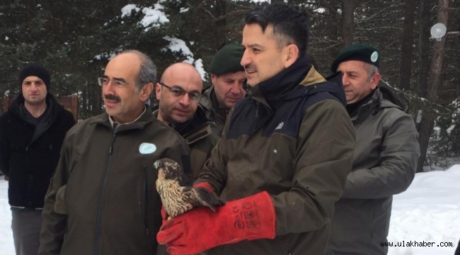 Bakan Pakdemirli, İyileşen Gökdoğanı Doğaya Bıraktı