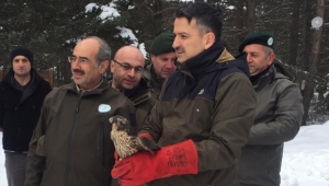 Bakan Pakdemirli, İyileşen Gökdoğanı Doğaya Bıraktı