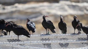 Kelaynaklar Turistler İçin İlgi Odağı Oluyor