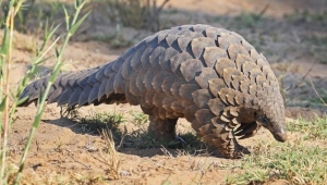 Pargolin nedir, nasıl bir hayvan, Coronavirüs pongolinden mi bulaştı?