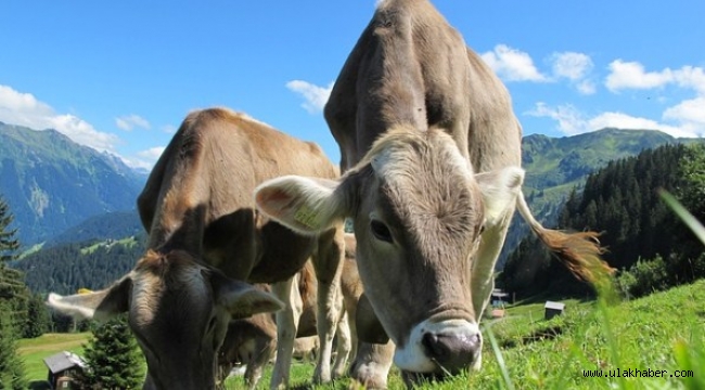 Türkiye'nin süt üretimi azaldı