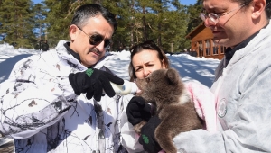 Anne Ayı ve Yavrularının Kar Keyfi