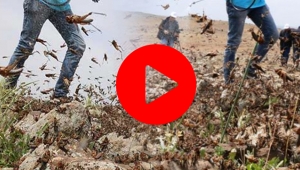 Çekirge istilası nedir, nerede? Çekirge istilası Türkiye'ye gelir mi?