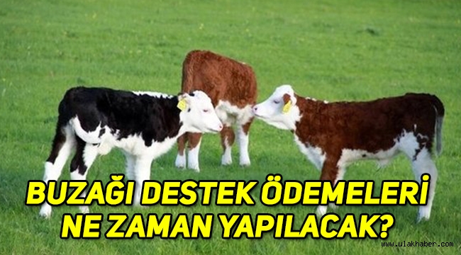 2019 buzağı destek ödemeleri ne zaman yapılacak?