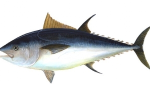 Mavi Yüzgeçli Orkinos Avcılığı Başladı