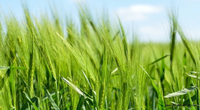 Tarım Bakanlığı, 7 Alanda Destek Ödemesi Yatırıyor…