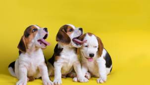 Hayvanlar depremde anormal hareketler sergiliyor