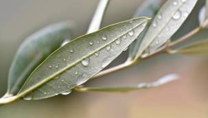 Bu bitki koronavirüsü parçalıyor