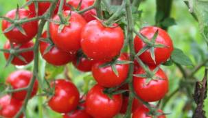 Rusya, Türkiye'den 250 bin ton domates alacak