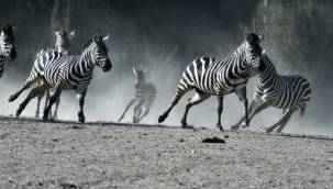 2021'in ilk yavru zebraları dünyaya geldi