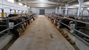 Beydeğirmeni Besi Bölgesi ilk misafirlerini ağırlamaya başladı