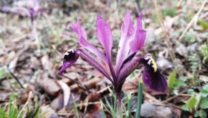 Bu bitki, dünyada sadece Kayseri'de var