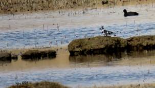 Yalıçapkını Kayseri'de ilk kez görüntülendi