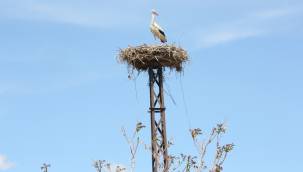 Kocasinan Belediyesi'nin yaptığı yuvalara leylekler yerleşti
