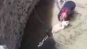 7 metrelik kuyuya düşen köpek kurtarıldı