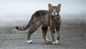 Kediyi fırına atıp pişirdi, para cezası aldı