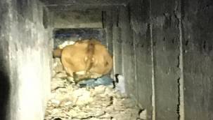 Menfeze sıkışan büyükbaş hayvan, 2 saatte kurtarıldı