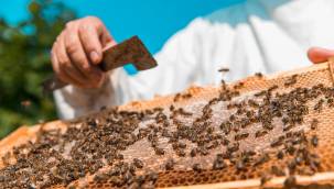 Mevsimin arıları yanıltması, bal fiyatlarını etkileyecek!