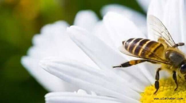 Arı sokması öldürür mü, arı alerjisi olanlara öneriler!