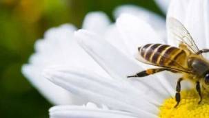 Arı sokması öldürür mü, arı alerjisi olanlara öneriler!