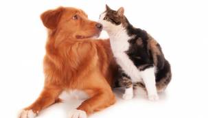 Hayvanları Koruma Kanunu, TBMM Komisyonu'nda kabul edildi