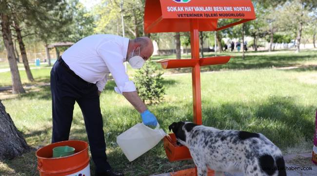 Kocasinan Belediyesi'nden sokak hayvanlarına mama ve yem