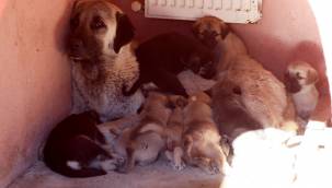 Eziyet görüyorlardı: Belediye sahip çıktı