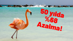 Son 50 yılda omurgalı popülasyonu yüzde 68 azaldı