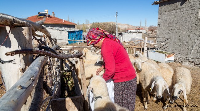 Büyükkılıç'ın projesi ile koyunlar arttı, meralar şenlendi