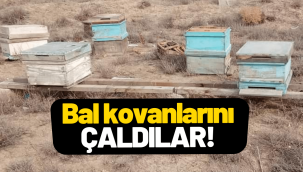 Kayseri'de içi dolu bal kovanları çalındı!