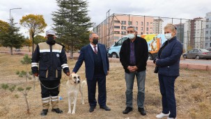 Tedavisi tamamlanan 'Bulut' doğal ortamına bırakıldı