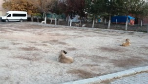 Yeşilhisar'da sahipsiz köpekler, vatandaşları tedirgin ediyor