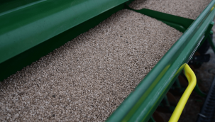 Hibe buğday tohumları toprakla buluşuyor