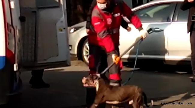 Pitbull cinsi sahipsiz köpek barınağa götürüldü