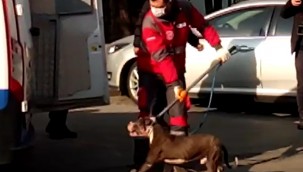 Pitbull cinsi sahipsiz köpek barınağa götürüldü