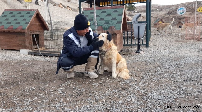 Sokak hayvanlarına yuva sıcaklığında barınma imkanı