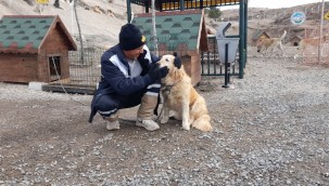 Sokak hayvanlarına yuva sıcaklığında barınma imkanı