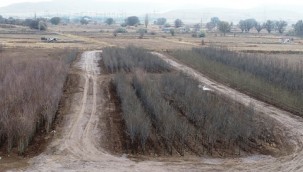 Türkiye'nin en büyük üretim ve lojistik üssü fidanlığı Kocasinan'da