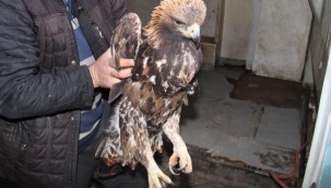 Yaralı halde bulunan kartal tedaviye alındı