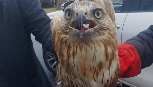 Yaralı halde bulunan şahinin tedavisi başladı