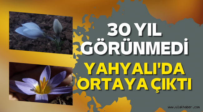 30 yıldır gözlemlenemeyen çiçekler, Yahyalı'da ortaya çıktı