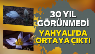 30 yıldır gözlemlenemeyen çiçekler, Yahyalı'da ortaya çıktı