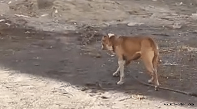 Kayseri'de başıboş gezen yasaklı ırk köpek yakalandı