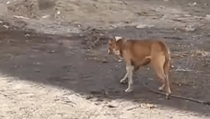 Kayseri'de başıboş gezen yasaklı ırk köpek yakalandı