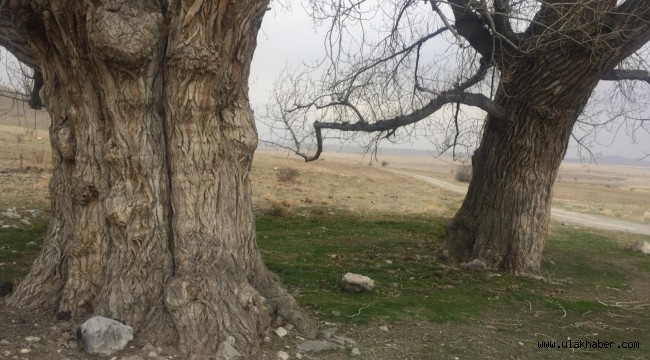 Koramaz Vadisi'nde bulunan 2 kavak ağacı anıt ağaç olacak