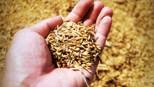 Toprak Mahsulleri Ofisi ekmeklik buğday ve arpaya zam yaptı